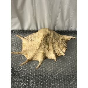 Giant Spider Conch Lambis truncata Rare find Nautical Decor Aquarium Shelves